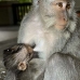 monkey_macaque_balinese_mf_ubud_v_0489_bal0491.jpg